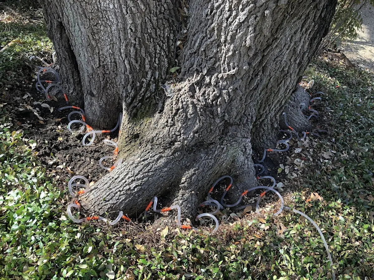 Detailed Tree Cabling and Bracing job site in Doniphan