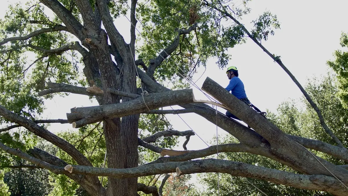 Professional Crown Thinning performed by certified arborists in Doniphan